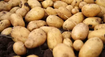 Uzman Uyarısı: Yeşillenen, Filizlenen ve Lekeli Patatesler Sağlık Riski Taşıyor