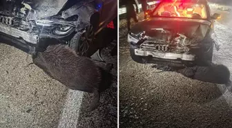 Sinop Belediye Başkanı'nın makam aracı domuz sürüsüne çarptı