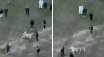 Köpek dövüşü düzenleyen şahıslar jandarma dronu ile yakalandı