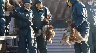 Yeni salgın alarmı! 'H5N5' kuş gribinin bulaştığı ilk insan öldü