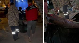 Yakalamak için 2 buçuk saat uğraşıldı, 65 bin TL'ye satıldı