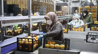 25 ülkeye ihracat yapıyordu! Türkiye'nin gıda devi iflasın eşiğinde