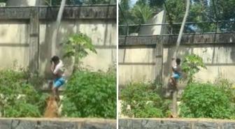 Tutkusu sonu oldu! 6 metrelik duvarı aşıp aslan kafesine girdi, sonrası facia