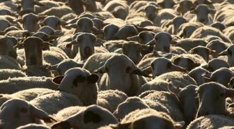 Komşuda korkutan salgın: yüz binlerce koyun ve keçi itlaf edildi