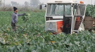 Vatandaş dertli! Tarlada 10 liraya satılan brokoli kent merkezinde 70 lira