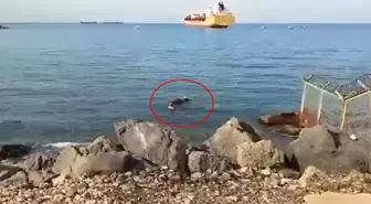 Balıkçı ağına takıldı, gören şok oldu! Gemiden atlayıp kaçmış