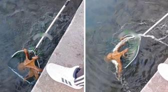 Görüntüler Türkiye'den! Büyüklüğü ağızları açık bıraktı