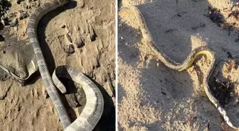 Kıyamet alameti gibi olay! Tek tek kıyıya vuruyorlar