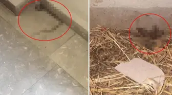 Kız yurdunda çekildiği söylenen görüntüler vahim