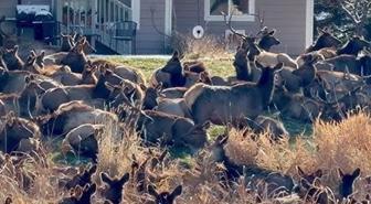 ABD'de geyik alarmı verildi; dev sürü bahçeleri istila etti