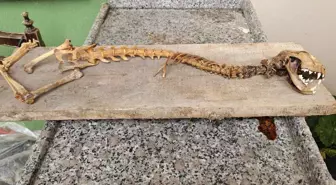 Ahırda bulan köylü dondu kaldı! 55 santim boyunda, yırtıcı dişlere sahip