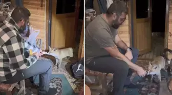Dağ başında sıcak hikaye: Tilki barakaya girdi, Tilko oldu