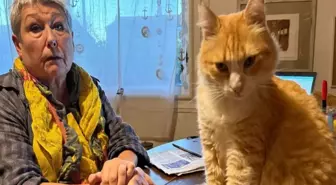 Dünyanın ilk mahpus kedisi! Komşusunu canından bezdirdi, hapsi yedi