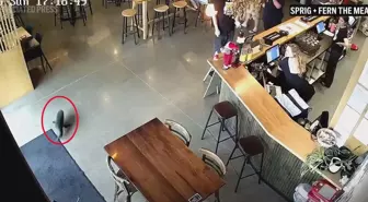 Yeni Zelanda'da bara giren yavru fok ortalığı karıştırdı!