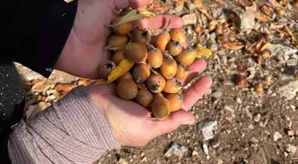 30 yıl önce biri yaptı ve ortadan kayboldu! Toplayan hem satıyor hem şifa buluyor