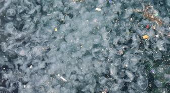 İstanbul'un göbeğinde korkutan görüntü! Binlercesi kıyıya vurdu