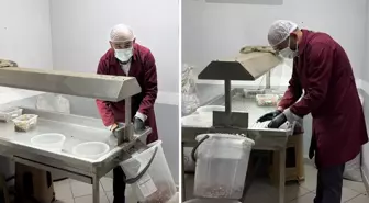 Alaplı'da fındık kavurma tesisleri taleplere yetişemiyor