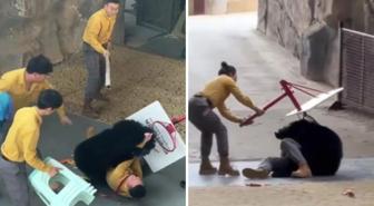 Yiyecek kokusuyla çıldıran ayı bakıcısını ağır yaraladı