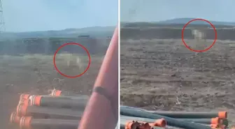 Sivas'ta tarlasını süren çiftçiyi ürküten görüntü