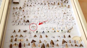 Keşfettiği yeni güve türüne eşinin adını verdi