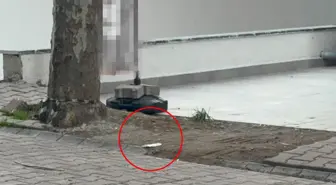 Çöpe atmak için yerden aldığı kargo poşetinin içinden 60 bin dolar çıktı