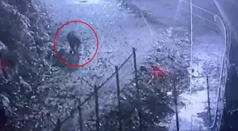 Bir ilin kabusu oldu! Görüntüyü izleyen avcılar harekete geçti