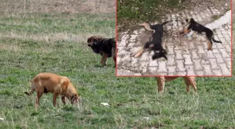 Kenti sarsan iddia: 'Zehirlenerek öldürüldüler'