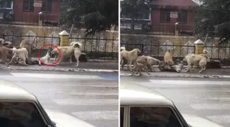 Sokak ortasında dehşete düşüren görüntü