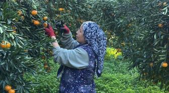 Coğrafi işaretli Bodrum mandalinası bahçede 15-20, manavlarda 100 liradan satılıyor