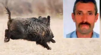 Avlamak istediği domuz talihsiz adamın sonu oldu