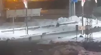 Kurtlar sokaklara indi, vatandaşlar korku dolu anlar yaşadı