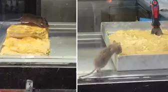 Burası Hindistan değil Türkiye! Böreği insanlardan önce fare yedi