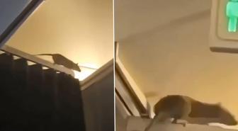 KLM uçağında fare alarmı: 250 yolcu Karayipler'de mahsur kaldı