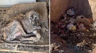 Sözde barınakta dehşet görüntüler: Köpekler açıktan birbirini yedi