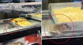 Börek tezgahında fareler cirit attı