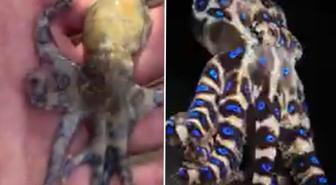 Dünyanın en ölümcül deniz canlılarından birine dokunan turist tehlikeyi sonra fark etti