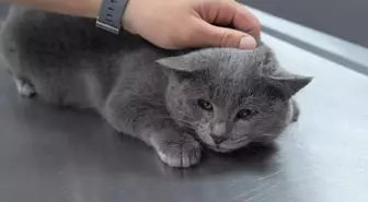 İştahsız kedisini veterinere götüren çift hayatının şokunu yaşadı