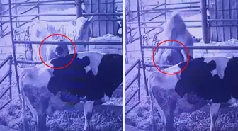 Ahırda bir garip olay! Videosu olmasa kimse inanmaz