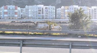 Kaza yaptıktan sonra alevlere teslim olan tırdaki 2 kişi öldü, taşınan anguslar otobana yayıldı