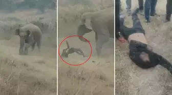 Fil sürüsü köylülere saldırdı! 4 kişi ezilerek can verdi, tehlike geçmiş değil