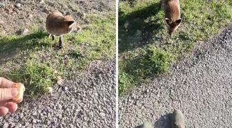 Tarihi bölgede insanlara alışan tilki bölgenin maskotu oldu