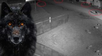 Kurdukları tuzağa bakın! Görüntüyü izleyen bölge halkı endişeli