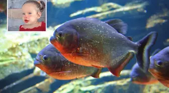 Brezilya'da 2 yaşındaki kız çocuğu pirana saldırısında hayatını kaybetti