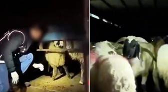 Şeytani plan! Kilolarca uyuşturucuyu hayvanların karın boşluklarına yerleştirmişler