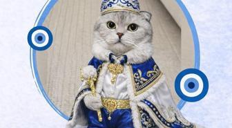 Kedi sahibinden sünnet konseptli kısırlaştırma töreni