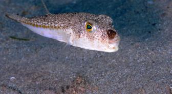 Bu balığı avladılar, 1 milyon 227 bin 144 lira destek aldılar