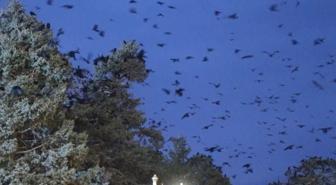 Kıyamet filmi gibi! Binlercesi her akşam aynı saatte geliyor