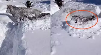 Kastamonu'da ineklerin 1,5 metrelik karla mücadelesi