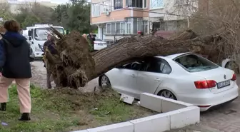 İstanbul'da şiddetli lodos: Ağaç, 4 aracın üzerine devrildi