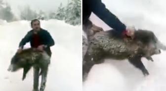 Yaban domuzunu yakaladı, sevdikten sonra tekrar bıraktı